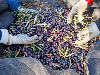 Gordijnen People picking olives in olive oil harvest season © Bela Art