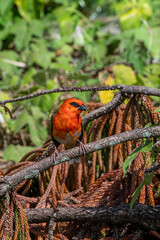 Red fody bird, foudia madagascariensis, perched on a palm leaf, Mauritius