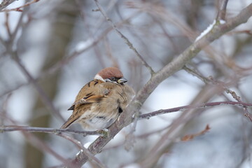 female cardinal on a branch