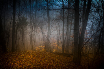 Early  morning fog in the forest on a autumn day.