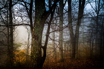 Obraz premium Early morning fog in the forest on a autumn day.