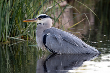Grey heron resting after feast