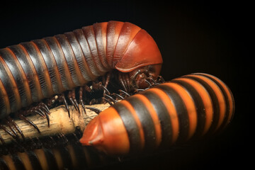 close up of a worm
