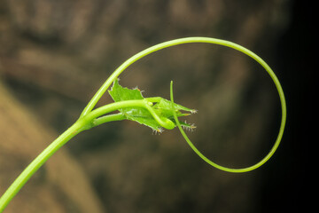 close up of a green leaf