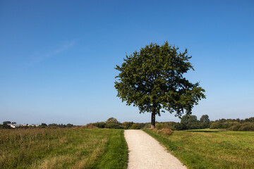 Fototapeta na wymiar Beautiful summer landscape of farmlands. Lonely tree by countryside road. High quality photo