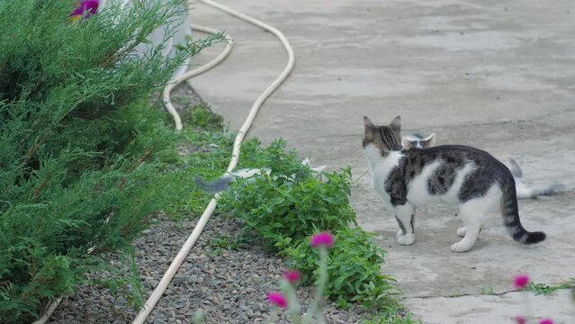 Kittens fight in the yard outdoors