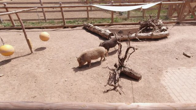 Little wild boars slow motion in the enclosure