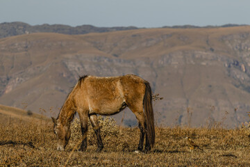 horse in Serra da Canastra, Minas Gerais State, Brazil