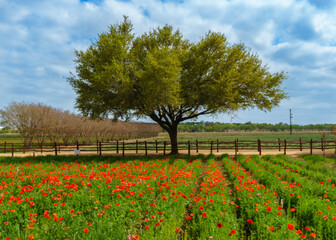 Texas Hill Country Flowers, Sky and Trees