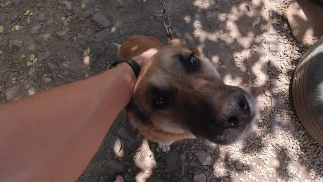 Hand petting a dog on a chain slow motion outdoors