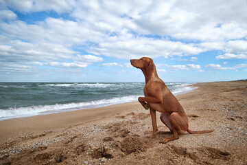 A beautiful Hungarian vizsla dog  on the sea