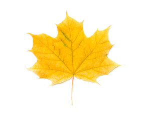 Naklejka na ściany i meble Colorful autumn maple leaf isolated on white, top view