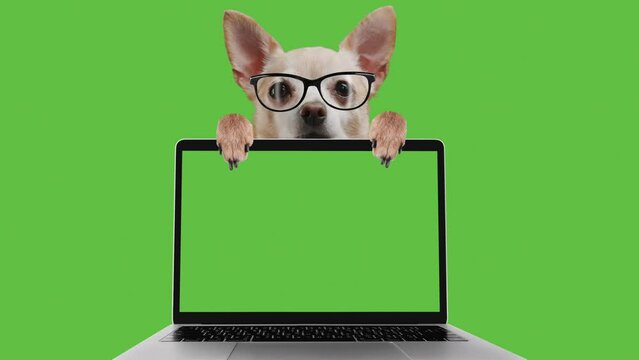 Funny cute dog is showing a notebook screen. Laptop green screen. Chroma key for mock up. Smart programmer coder is using computer. Funny pet in nerd glasses. Alpha channel included in video file