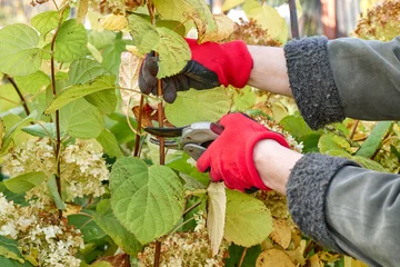 Rolgordijnen Pruning a hydrangea bush in the garden. Gloved hands and secateurs. Autumn work in the garden © Наталья Дорожкина