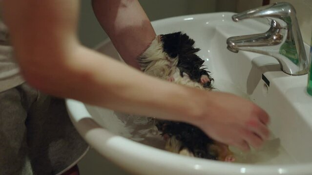 Small cavy getting bath at home. Guy cleaning his pet on the bath sink 