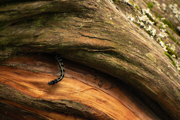 Black and yellow caterpillar climbing a tree