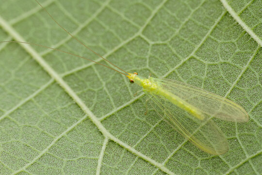 green lacewing on a leaf