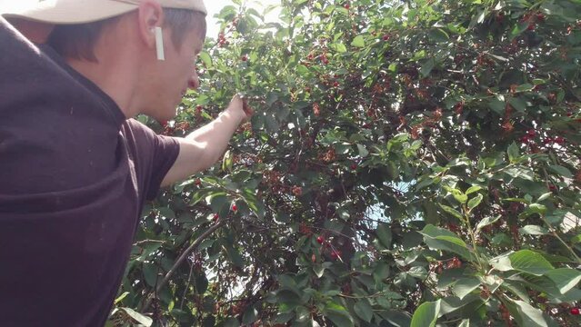 A man picks cherries slow motion with headphones in a baseball cap