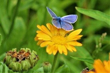butterfly on flower