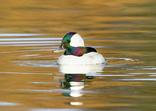 Bufflehead duck with colorful head feathers in a golden lake during the Fall season.