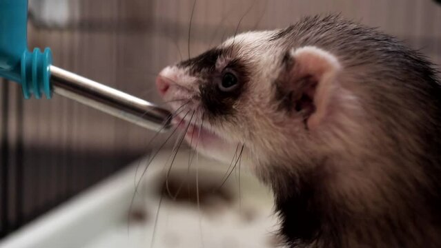 close-up, the ferret drinks water from a drinking bowl. Mustela putorius furo
