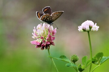 butterfly on a flower