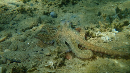Common octopus (Octopus vulgaris) hunting, Aegean Sea, Greece, Halkidiki