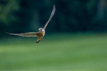 hummingbird in flight
