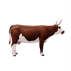Cattle isolated