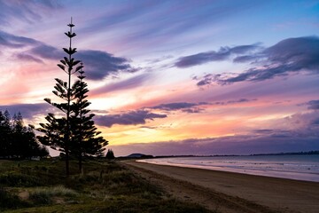 Beautiful silhouette of pine trees on a seashore at sunset in New Zealand