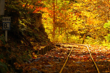赤沢自然休養林の線路越しに眺める紅葉　長野県・上松町
