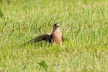 red tailed hawk