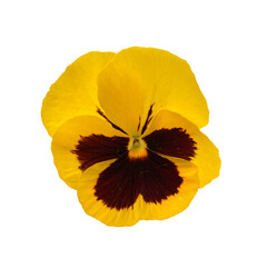 Bright yellow violet flower, pansies, isolated photo