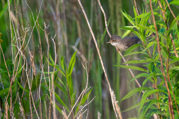 duck in the grass