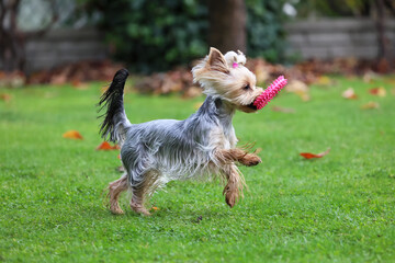 Yorkshire. Mały szary piesek wesoło bawi się w ogrodzie.  © FotoDax