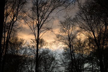 bare tree silhouette against the sunset and the cloudy sky
