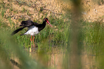 black crowned crane