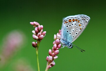 butterfly on flower