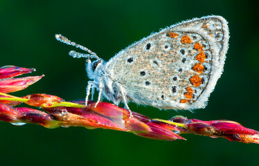 Colourful butterfly resting on flower. Blurry nature background. Macro shot of insects.