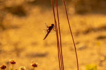 dragonfly on the sunset