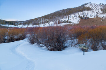 A snowy winter trail leads off into the coyote willow (Salix exigua). Colorado Rocky Mountains.