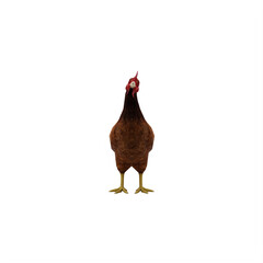 Chicken isolated