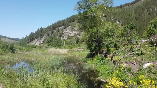 Stedicam pan shot of walking along the small pond with birches on shore including broken one and mountain on background when sunny summer and clear sky