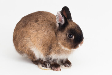 Netherland Dwarf rabbit isolated on white background