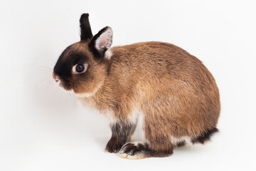 Netherland Dwarf rabbit isolated on white background