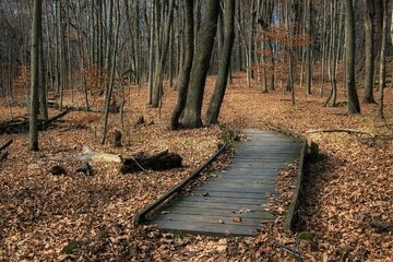 On a late Autumn day in Wisconsin, a wooden boardwalk leads to a trail that passes through a forest of bare trees and leaf-covered ground.