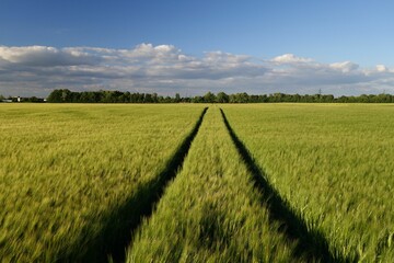 Two parallel lines in a green wheat field