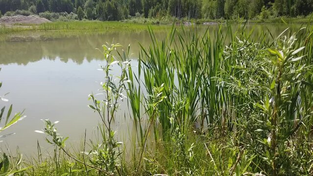 Middle shot pan of cloudy lake water with grass on shores and mountain forest on background when sunny summer