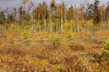 autumn swamp. the concept of the autumn season and harvest