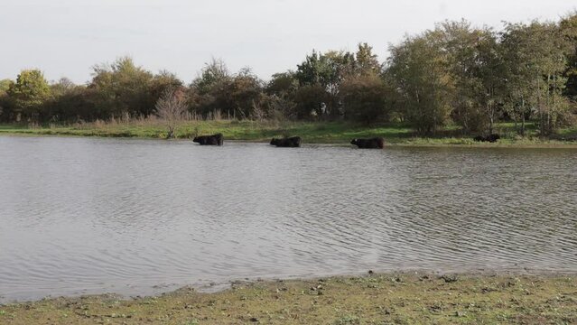 Romantic scene of two senior tourists meeting and kissing on shore of a pond at Eijsder Beemden Nature Reserve, three Galloway cattle in background, autumn day in Eijsden, South Limburg, Netherlands